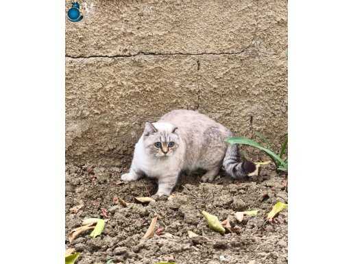 Munchkin kısa bacaklı dişi kediler 