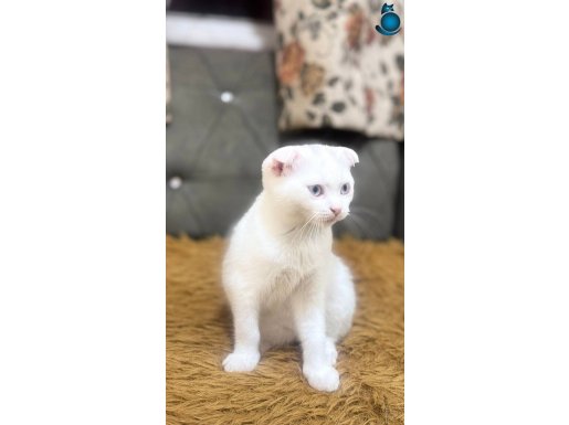 3 Aylık beyaz melek