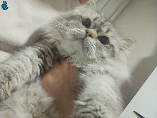 Erkek kedi British Longhair 