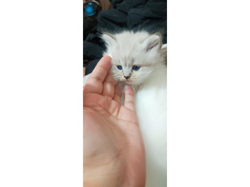 Acil Satılık Yavru British Longhair