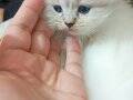 Acil Satılık Yavru British Longhair