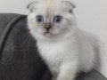 Scottish fold kizimiz ailesini bekliyor