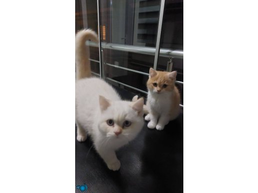3 AYLIK ERKEK BRİTİSH SHORTHAİR KEDİLER