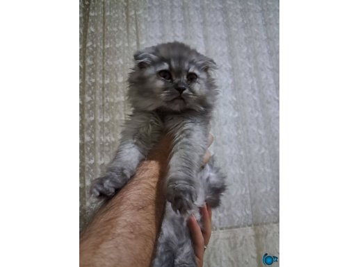 Scottish Fold Longhair