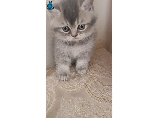 Minik Gri bulut- 2 aylık dişi British Shorthair 