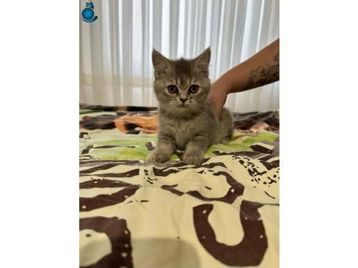 30 eylül ayında doğru 3 aylıktır pazarlık yapılır sakindir 