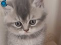 Minik Gri bulut- 2 aylık dişi British Shorthair 