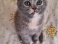 Ev Ortamında Büyümüş Sosyal Scottish Fold Yavrusu