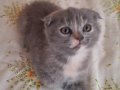 Ev Ortamında Büyümüş Sosyal Scottish Fold Yavrusu