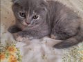 Ev Ortamında Büyümüş Sosyal Scottish Fold Yavrusu