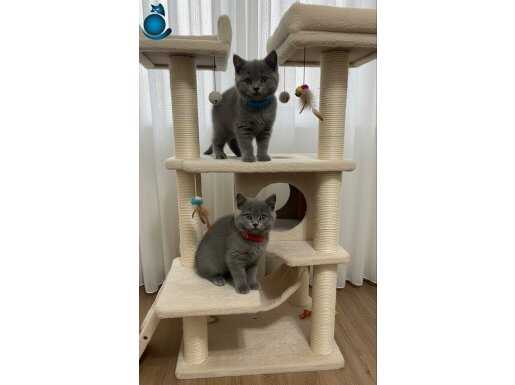 A kalite yavrularımız yeni yuvalarına gitmeyi bekliyorlar. 