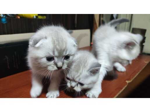 45 günlük yavrular