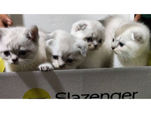 Evimizin Yeni Neşesi Kar Topu Scottish Fold Yavruları