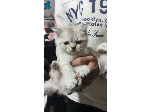 50 günlük bebekler kuru ve yaş mama yiyorlar 