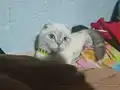 scottish fold yavrularımız ANKARA