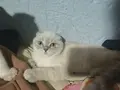 scottish fold  yavrularımız ANKARA