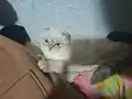scottish fold yavrularımız ANKARA