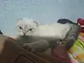 scottish fold yavrularımız ANKARA