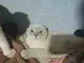 scottish fold yavrularımız ANKARA
