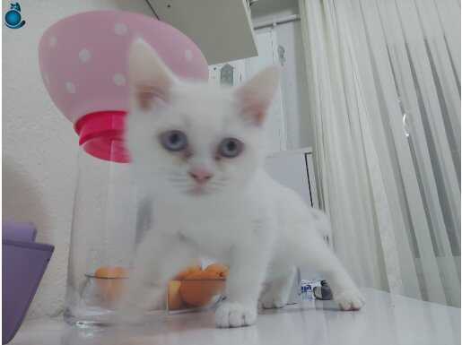 2.5 aylık sahiplendirilecek