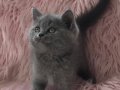 2 aylık dişi muhteşem British shorthair