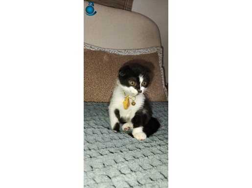 Ares yavrumuza yeni bir yuva arıyoruz