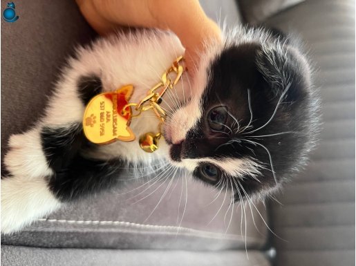 ARES YAVRUMUZA YENİ YUVA ARIYORUZ