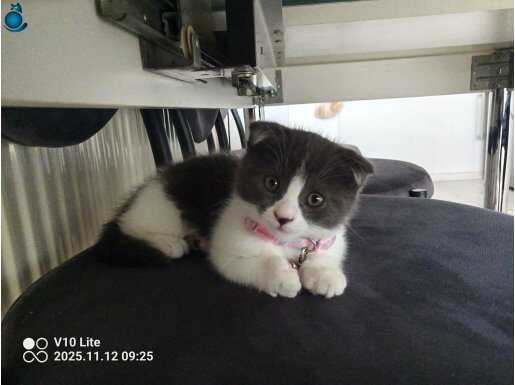 3.5 aylık dişi bicolor scoutish fold 