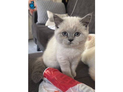 İran x british blue point yavru 1 erkek beyaz ve 2 dişi 