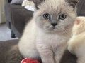 İran x british blue point yavru 1 erkek beyaz ve 2 dişi 