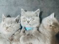 dost canlısı british shorthair gri yavrular 