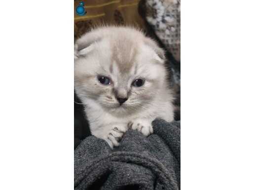 45 günlük yavrular topluda verilir