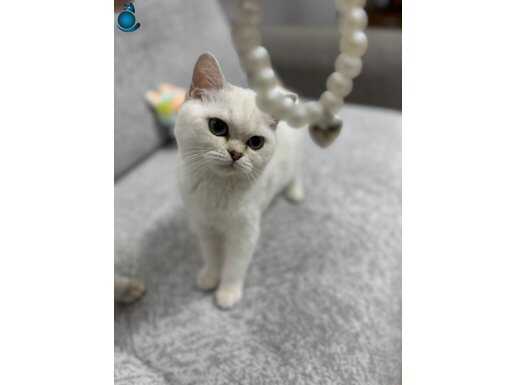 Nazlı kedimiz ilanda