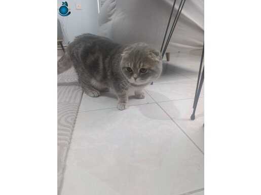 Oyuncu Scottish Fold Güzeli