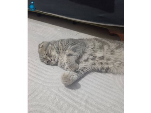 Scottish fold cinsli Bücür