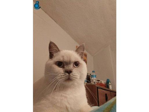 6 AYLIK BRİTİSH SHORTHAİR 