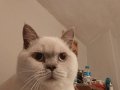6 AYLIK BRİTİSH SHORTHAİR 