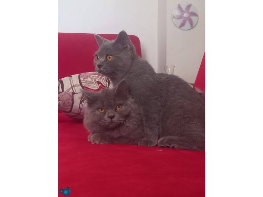 Bal rengi gözler, kömür grisi tüyler