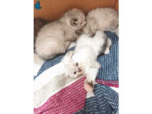 Yeni 1 aylık eglenceli asil ve egitimli oyuncu kediler