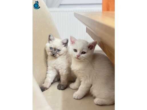 HEMEN TESLİM DIŞI YAVRULAR 