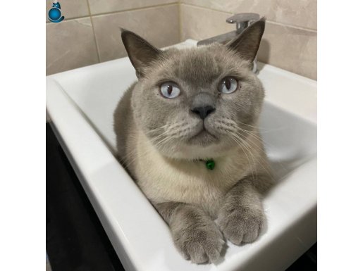 1,5 yaş kısırlaştırılmış sevgi dolu çocuk