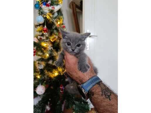 British shirthair yavrularımız 