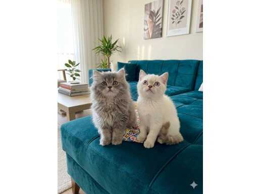 Mukemmel gen yavru kedicikler