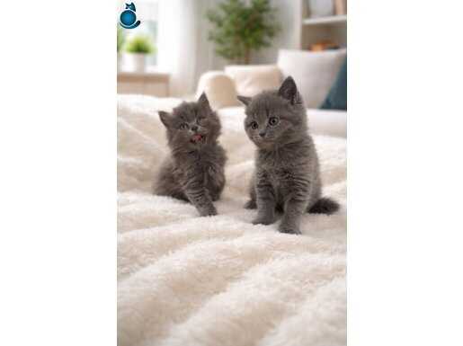 İzmir Buca’da Sosyal Kelebek British Shorthair Yavruları