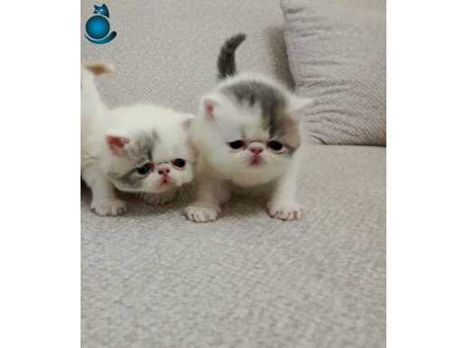 İzmir Gaziemir Teslime Hazır Maskeli Exotic Shorthair Yavruları