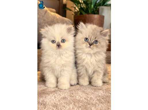 İzmir Gaziemir’de Tuvalet Eğitimli Fırça Surat Chinchilla Yavruları