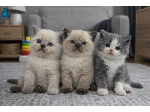 Maskeli Yüz hattına Sahip Orijinal British Shorthair Yavruları