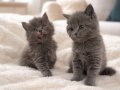 İzmir Buca’da Sosyal Kelebek British Shorthair Yavruları