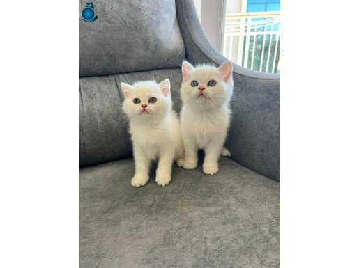 Brisith Shorthair Silver Point Mavi gözlü yavrular