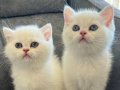 Brisith Shorthair Silver Point Mavi gözlü yavrular